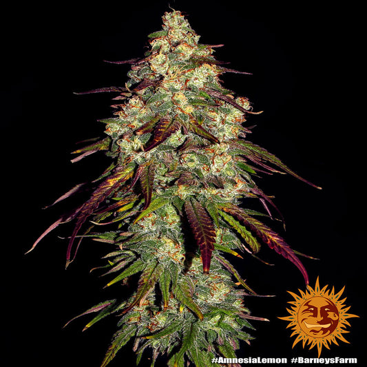 Amnesia Lemon Feminisiert Barney's Farm