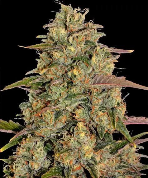 Amnesia Lemon Feminisiert Barney's Farm