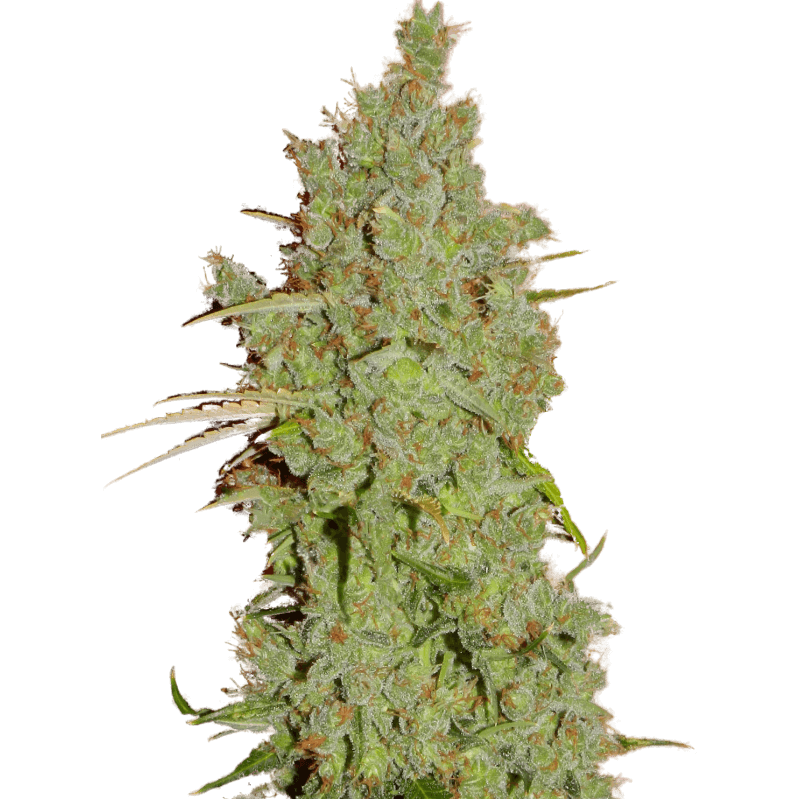 Amnesia Feminisiert Super Strains