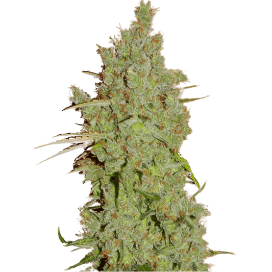 Amnesia Feminisiert Super Strains