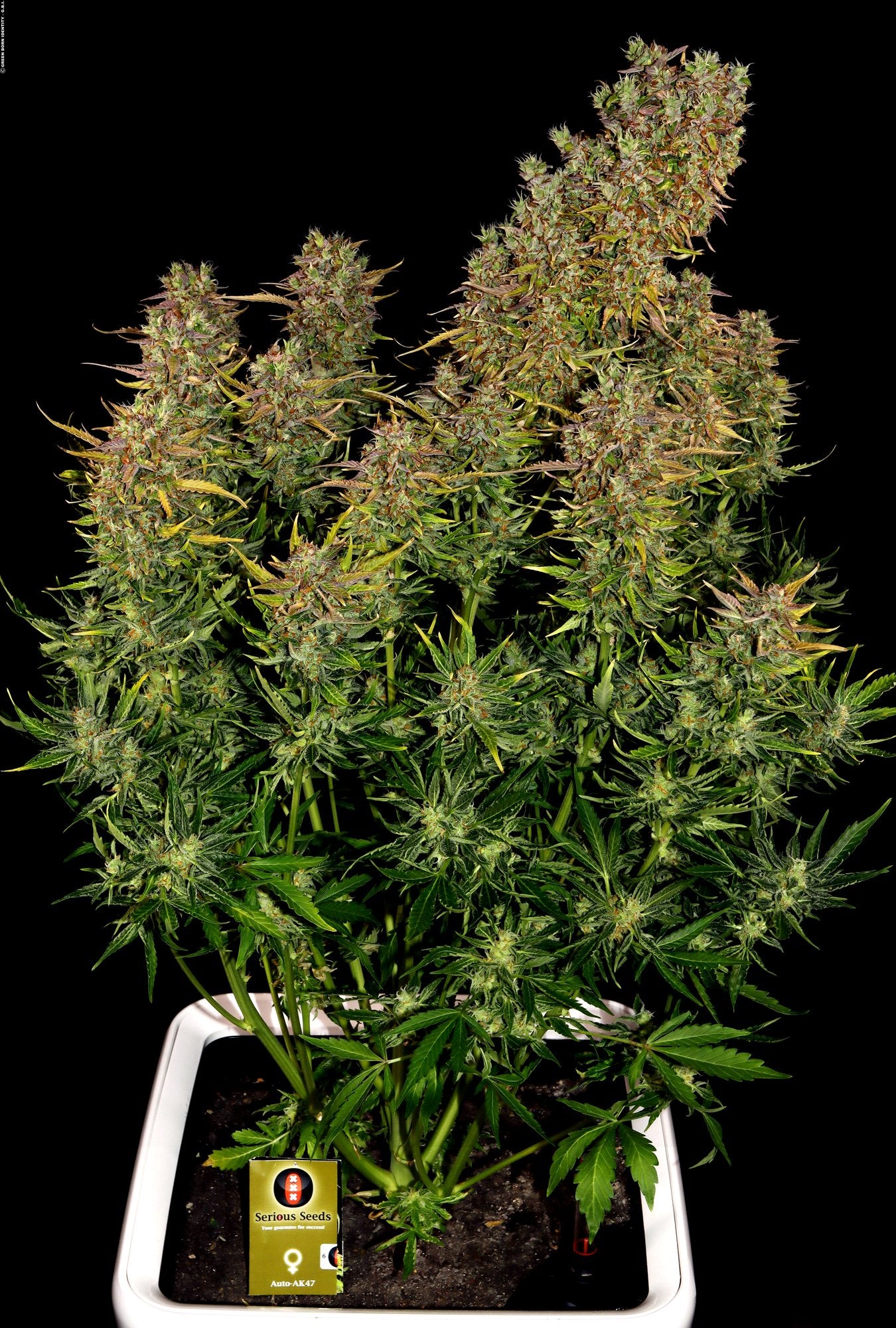 Auto AK-47 (Feminisiert) Serious Seeds