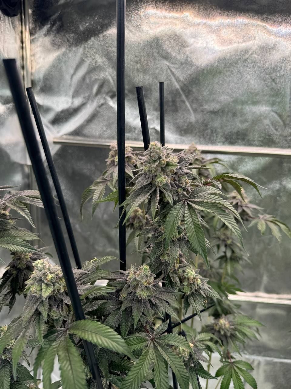 Gary Sherbet™ Feminisiert Fast Buds