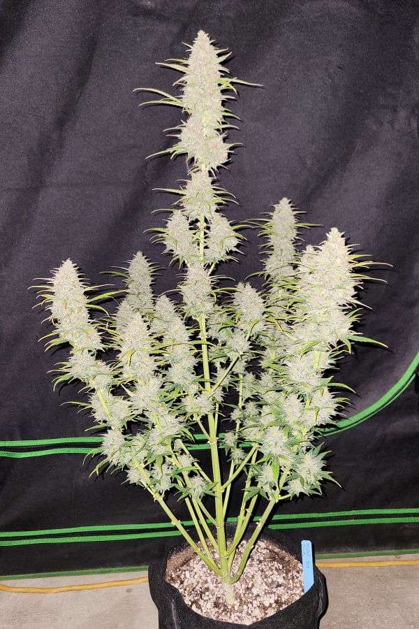 Auto Original Moby Dick (Feminisiert) Fast Buds