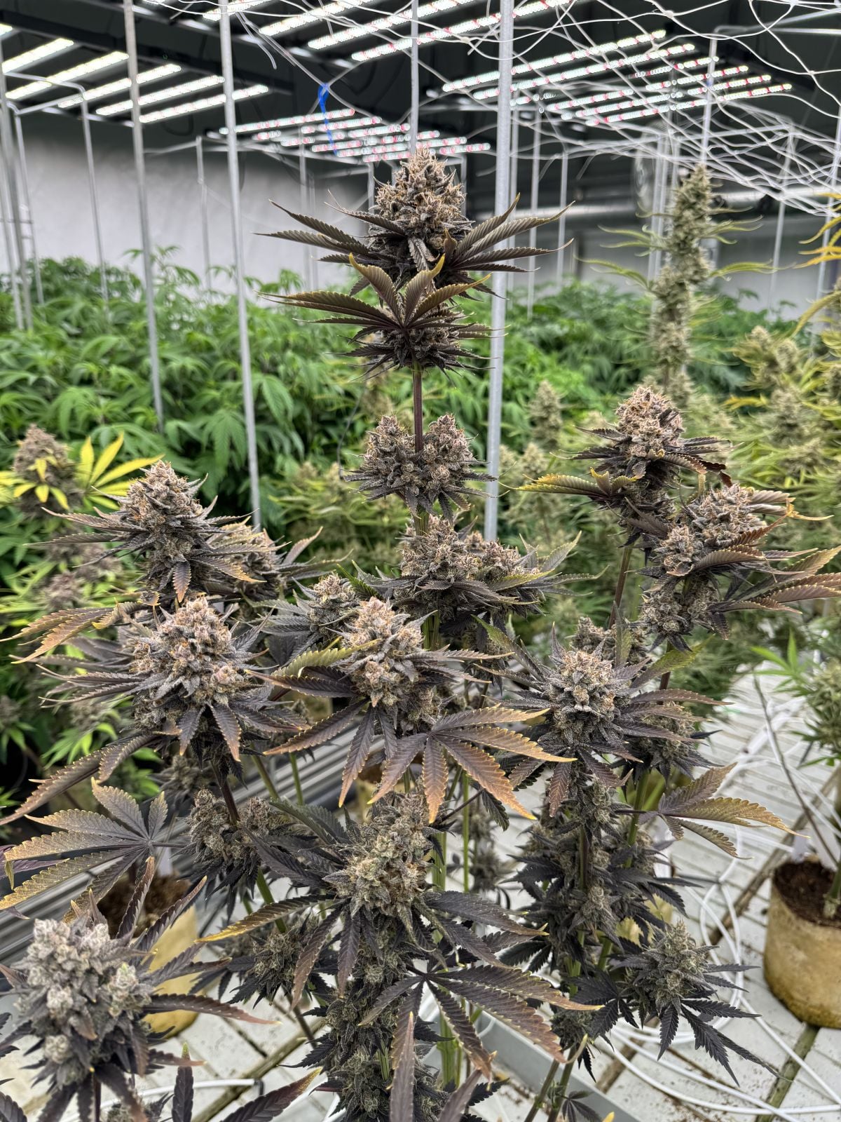 Auto Banana Purple Punch RF3™ (Feminisiert) Fast Buds