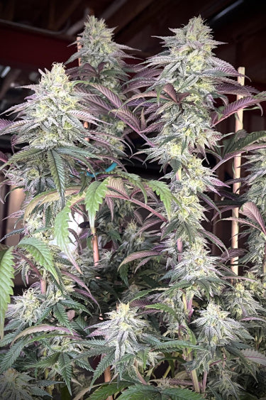 Papaya Sherbet Feminisiert Fast Buds