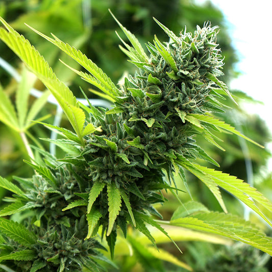 Banana Sapphire Feminisiert Humboldt Seed Organisation
