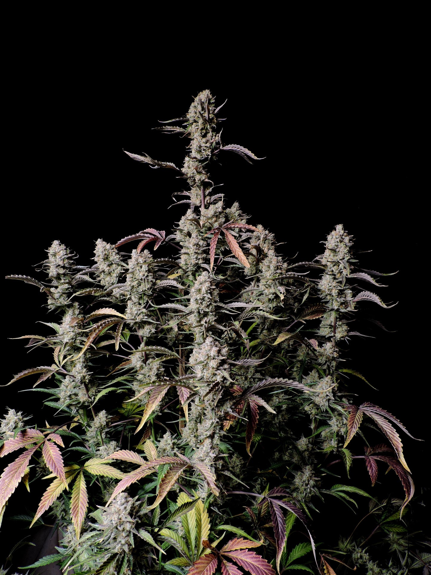 Auto Gorilla Zkittlez (Feminisiert) Fast Buds