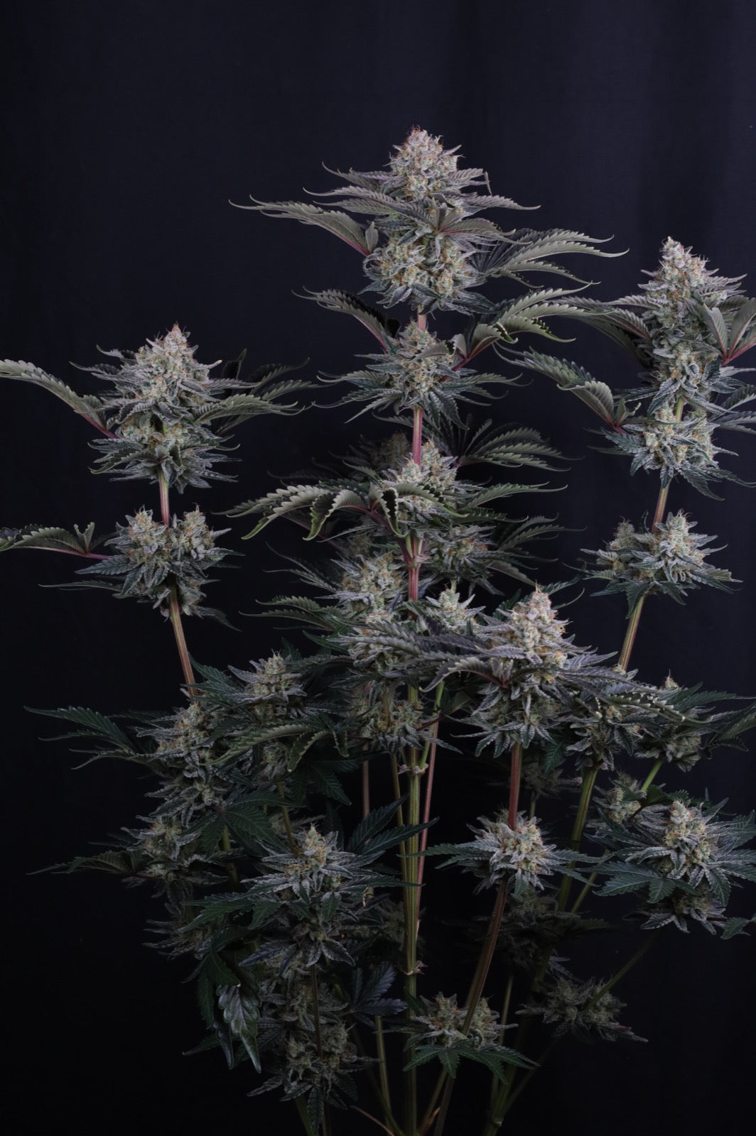 Auto Mendo Frost™ (Feminisiert) Fast Buds