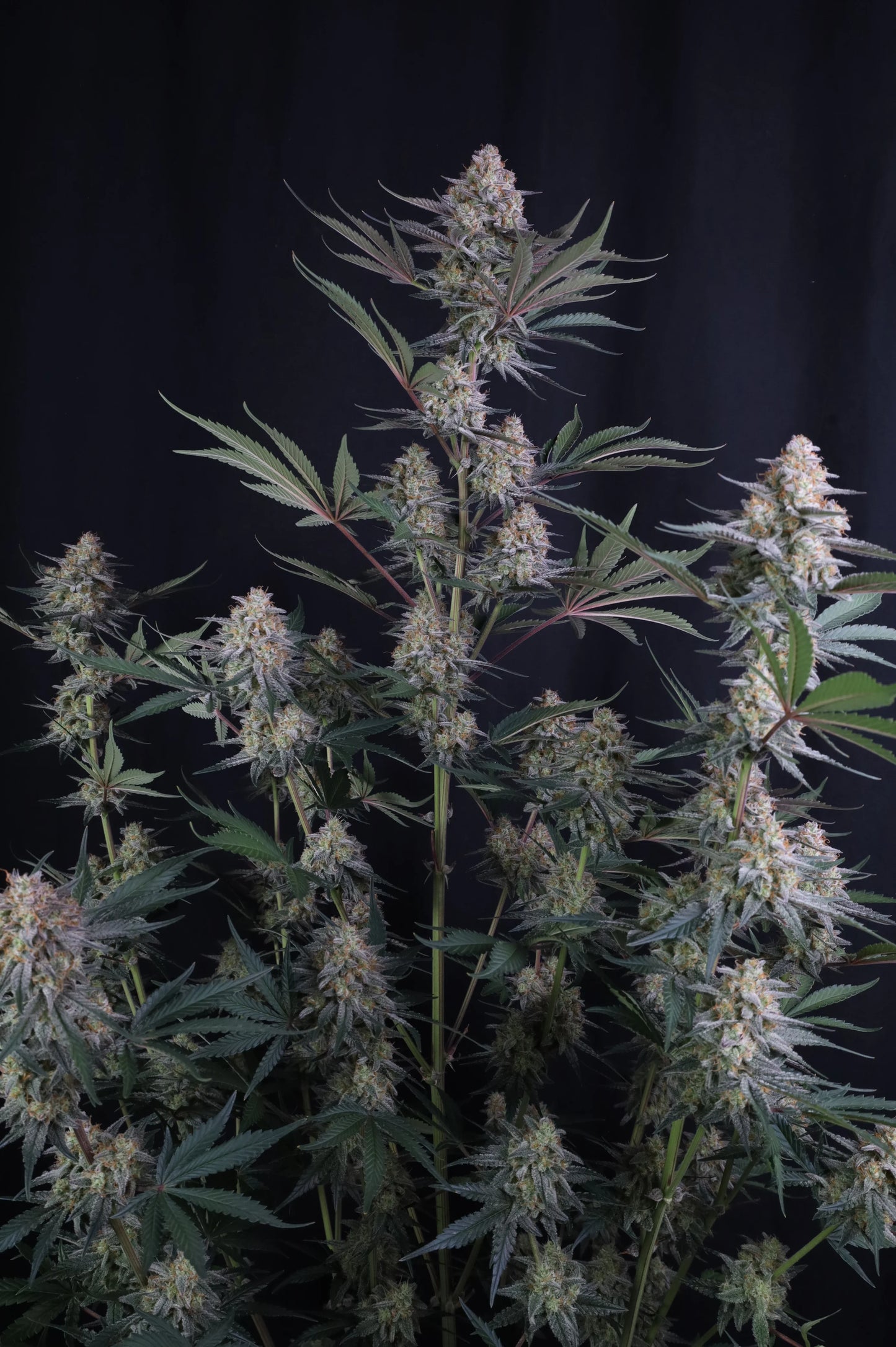 Auto Lemon Tree™ (Feminisiert) Fast Buds