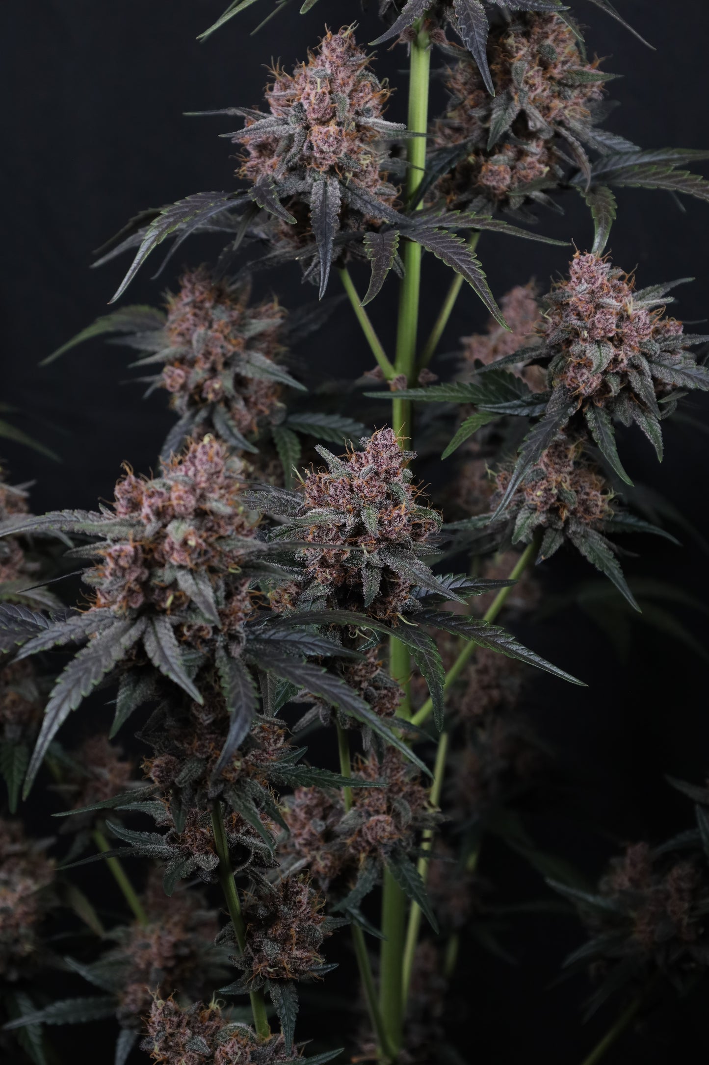 Auto Mango Cherry Runtz™ (Feminisiert) Fast Buds
