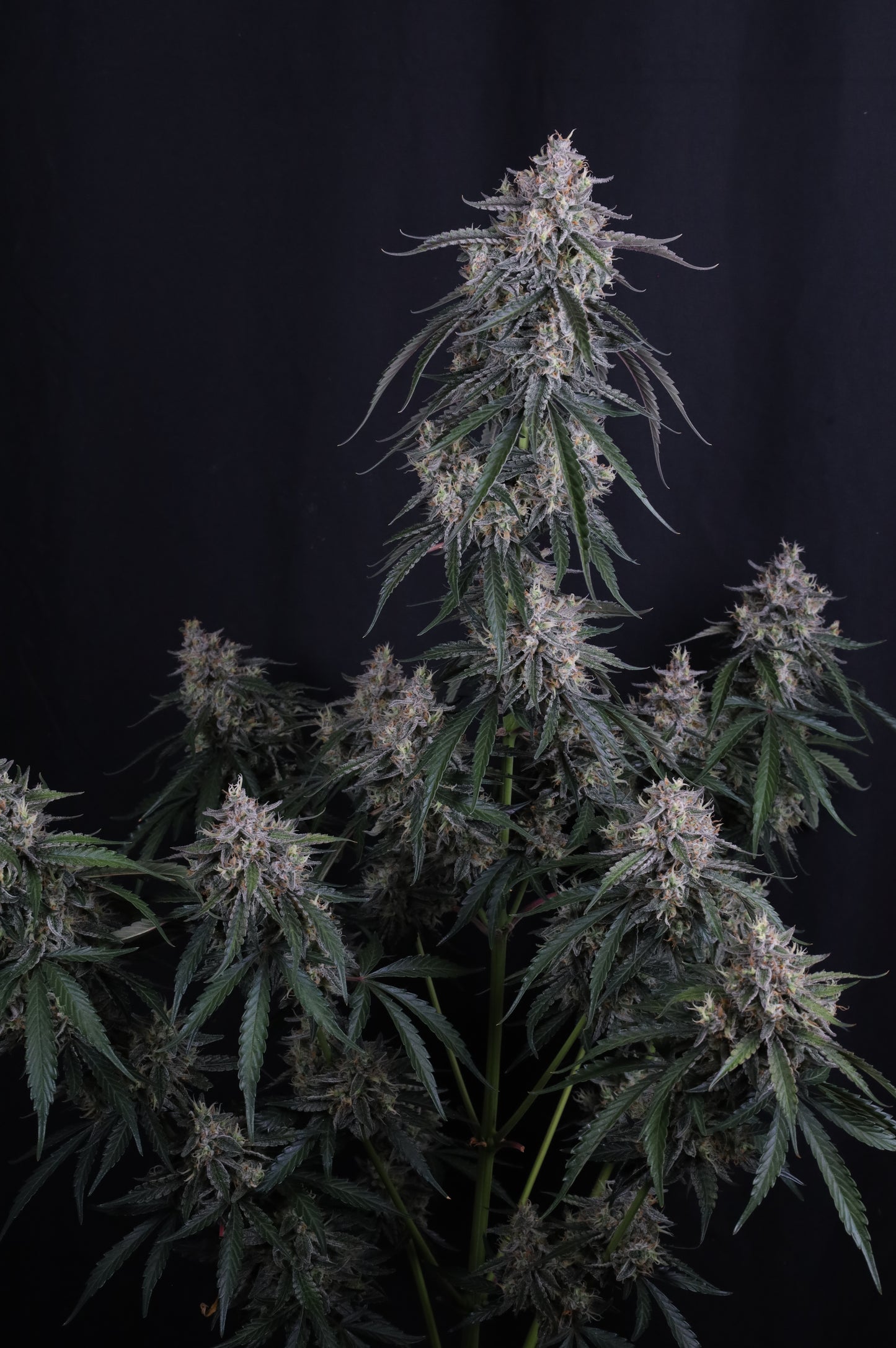 Auto GMO™ (Feminisiert) Fast Buds