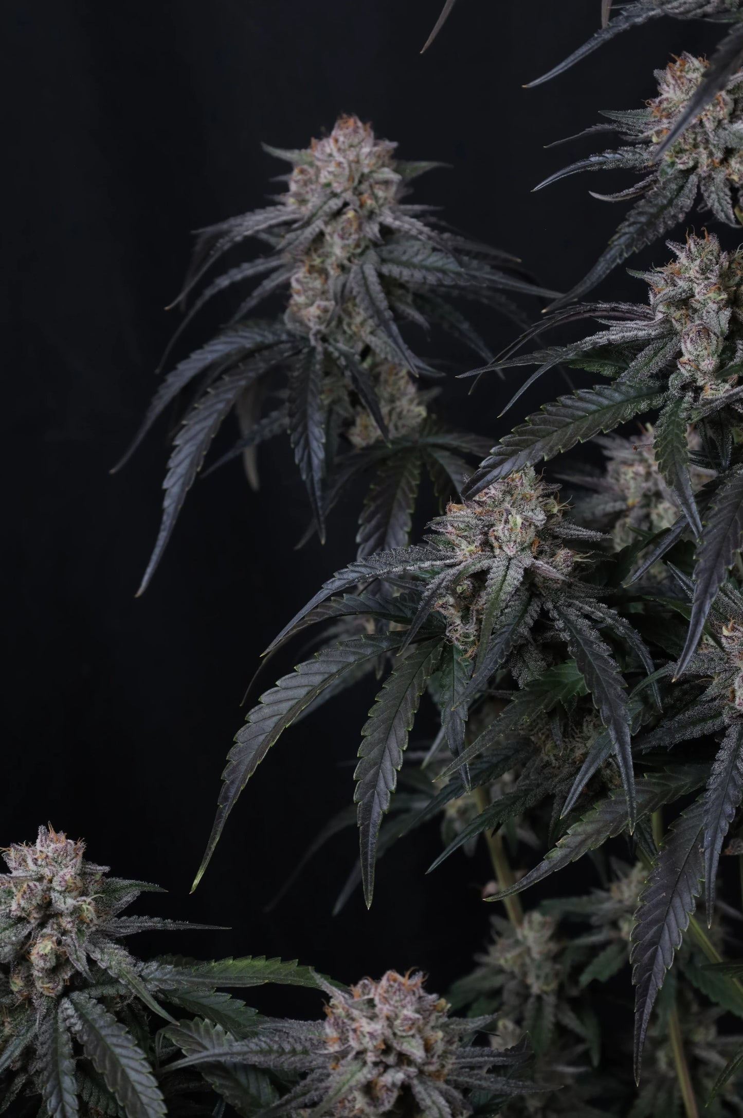 Auto Mango Frost™ (Feminisiert) Fast Buds
