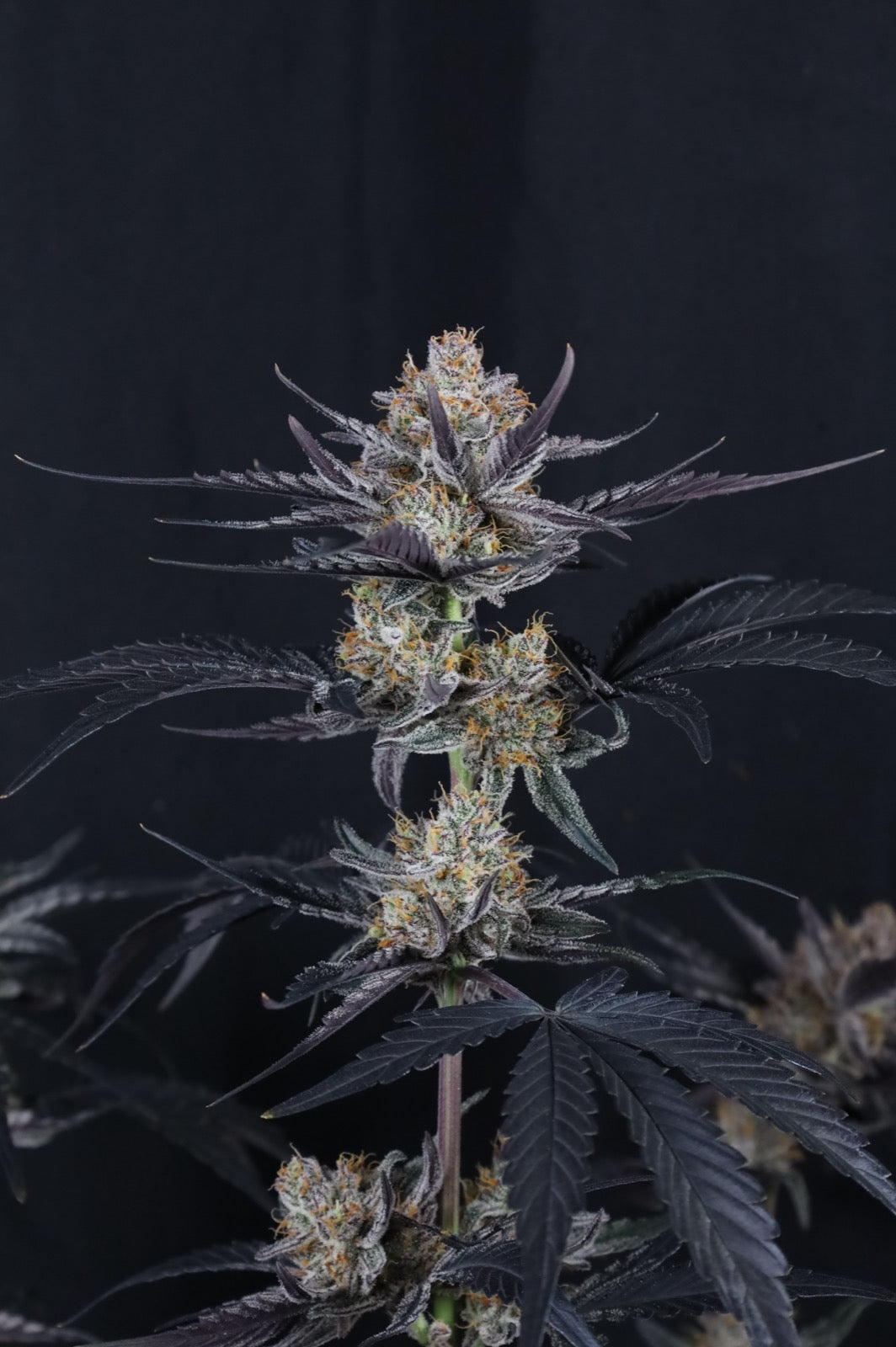 Auto Guava Runtz™ (Feminisiert) Fast Buds