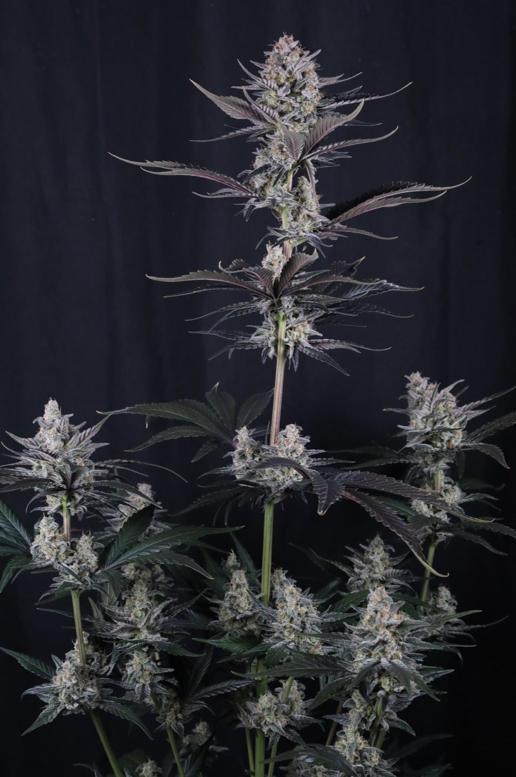 Auto Mendo Guava™ (Feminisiert) Fast Buds
