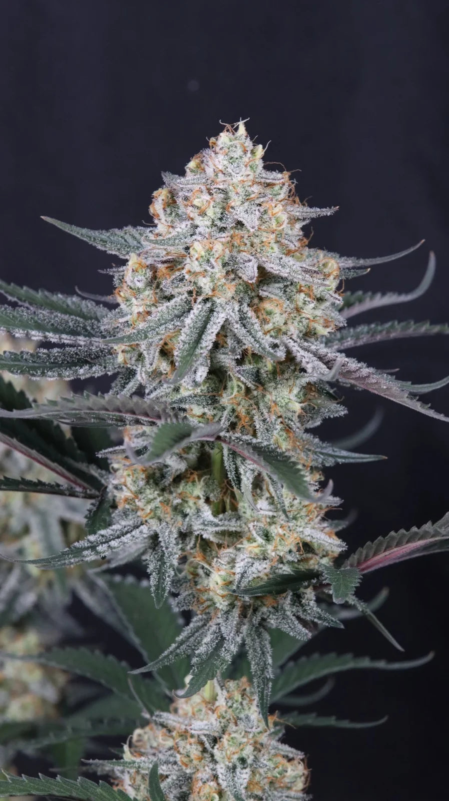 Auto Guava Sundae™ (Feminisiert) Fast Buds