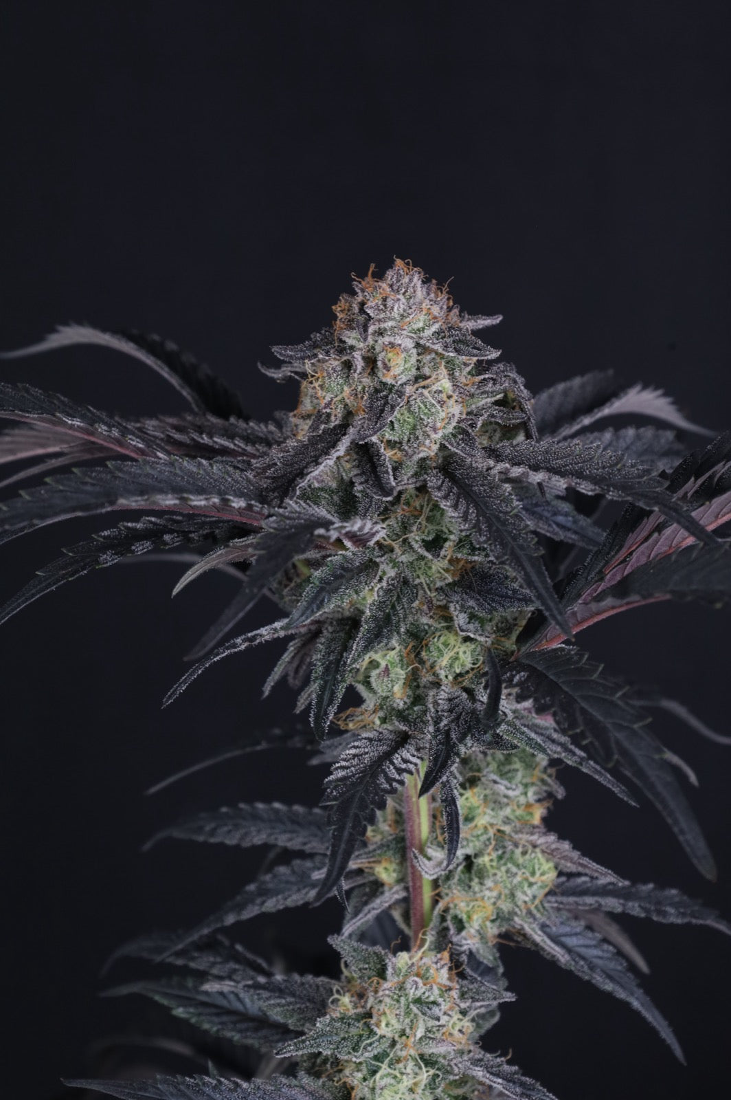 Auto Mendo Frost™ (Feminisiert) Fast Buds