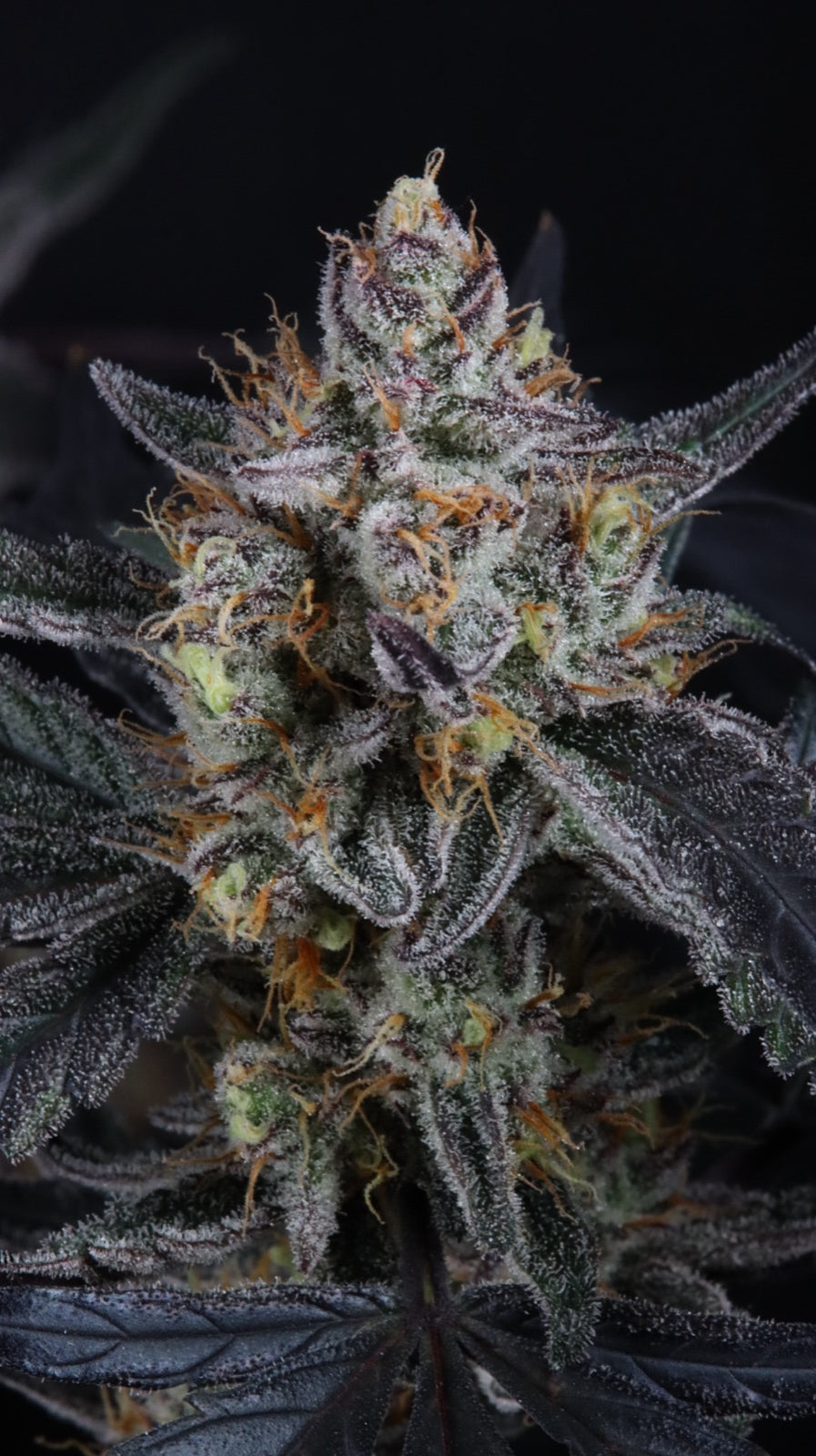 Auto Guava Runtz™ (Feminisiert) Fast Buds