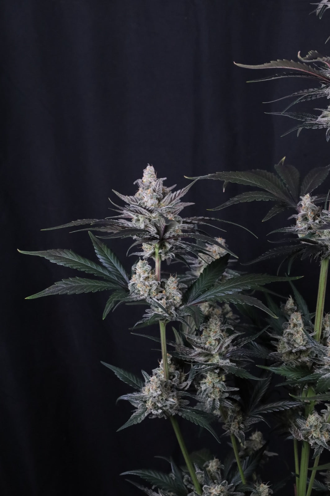 Auto Mendo Guava™ (Feminisiert) Fast Buds
