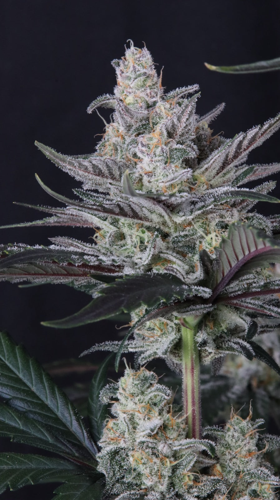 Auto Mendo Guava™ (Feminisiert) Fast Buds