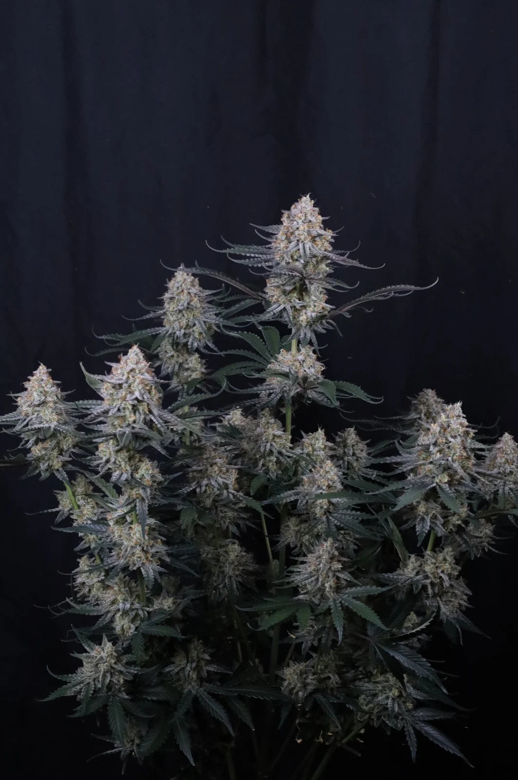 Auto Guava Sundae™ (Feminisiert) Fast Buds
