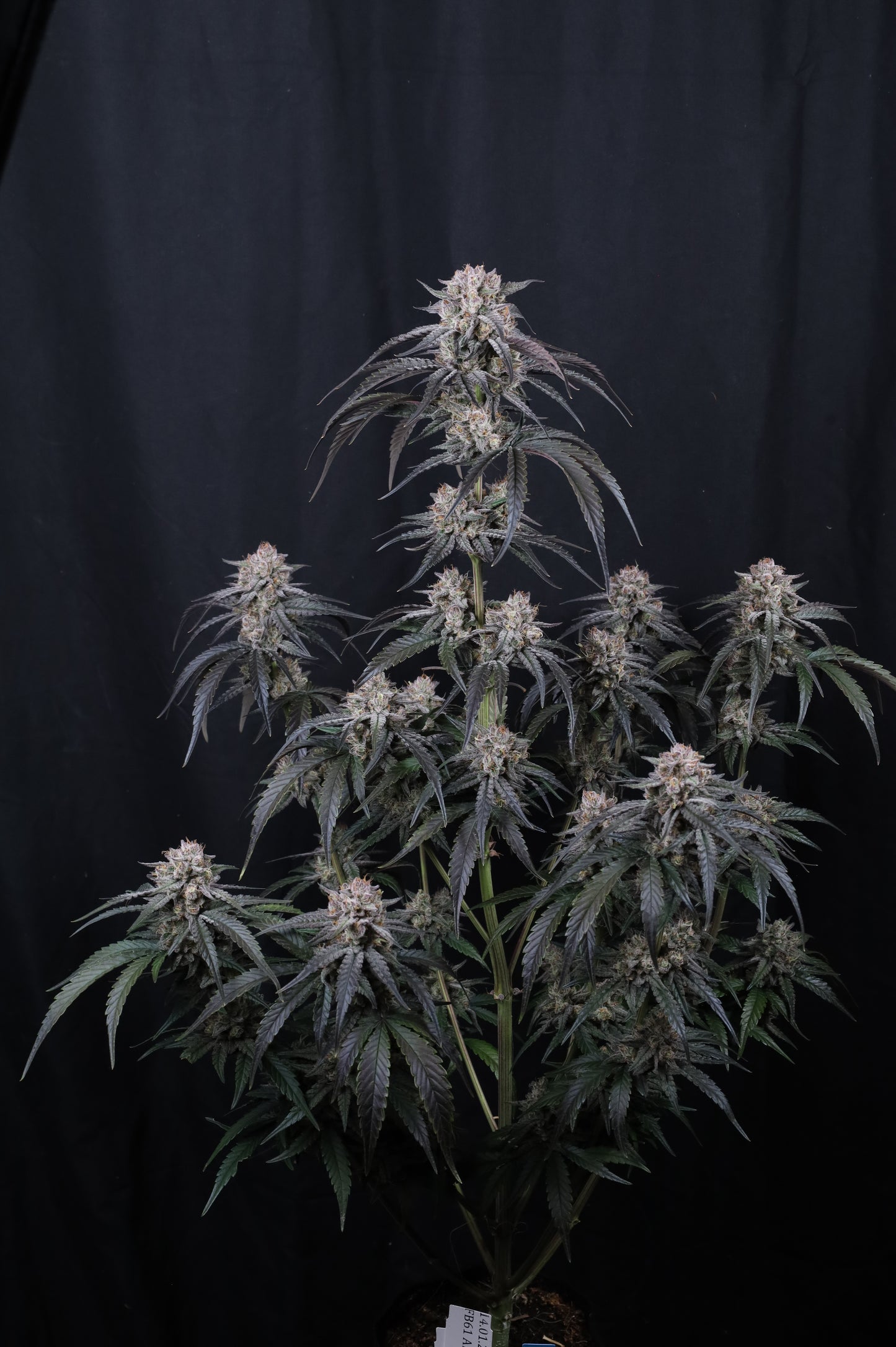 Auto Mango Frost™ (Feminisiert) Fast Buds