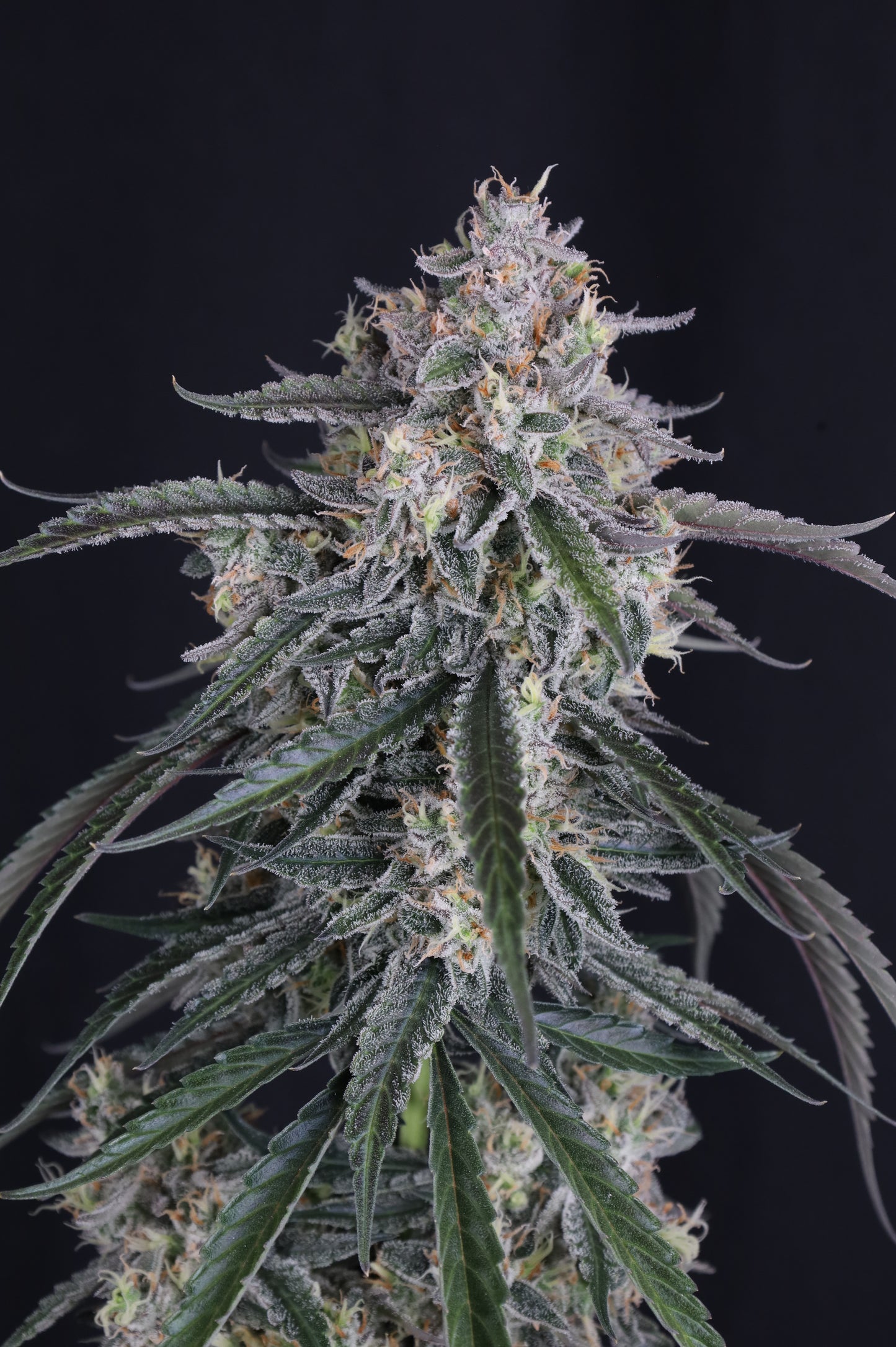Auto GMO™ (Feminisiert) Fast Buds
