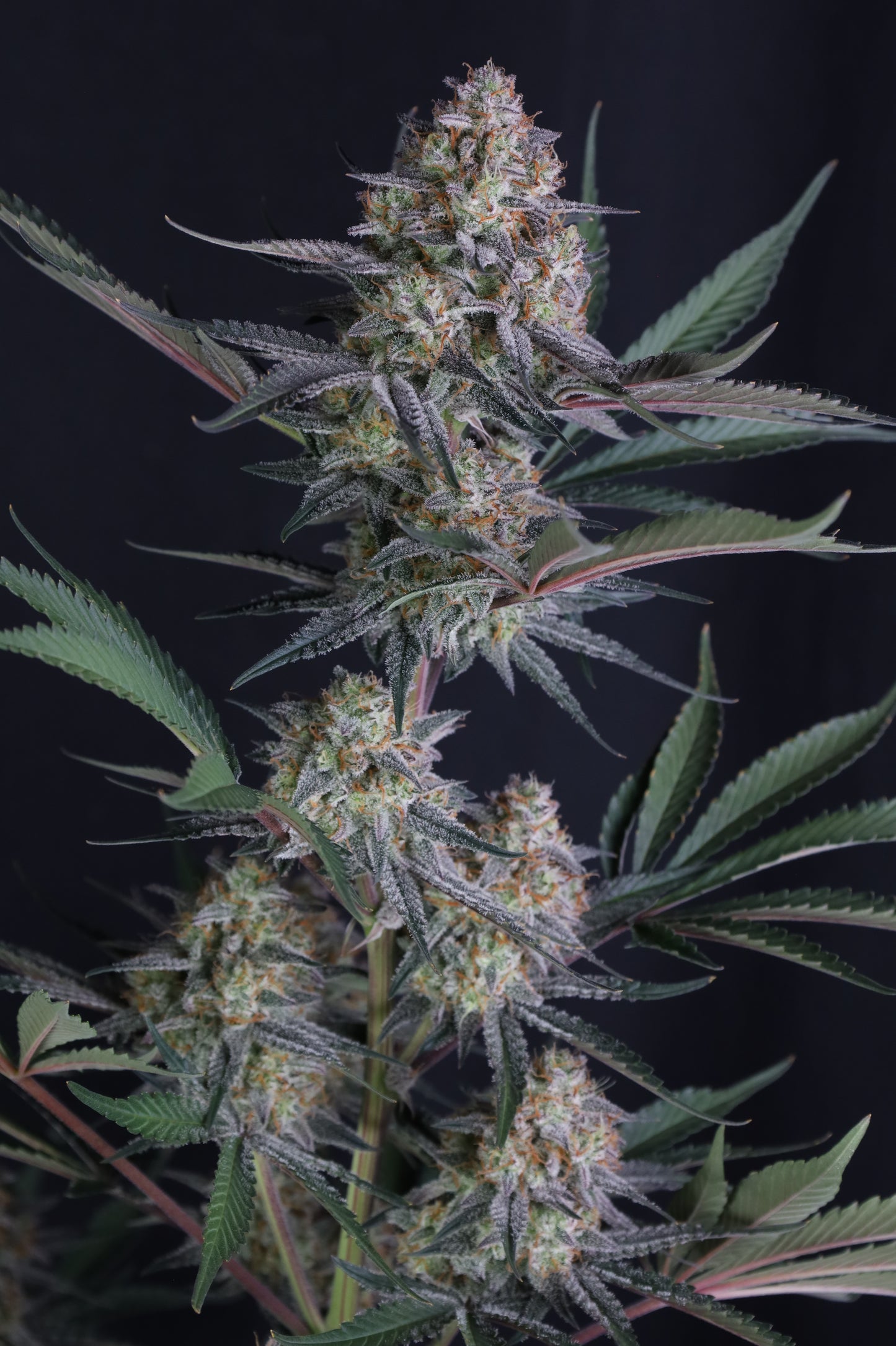 Auto Lemon Tree™ (Feminisiert) Fast Buds