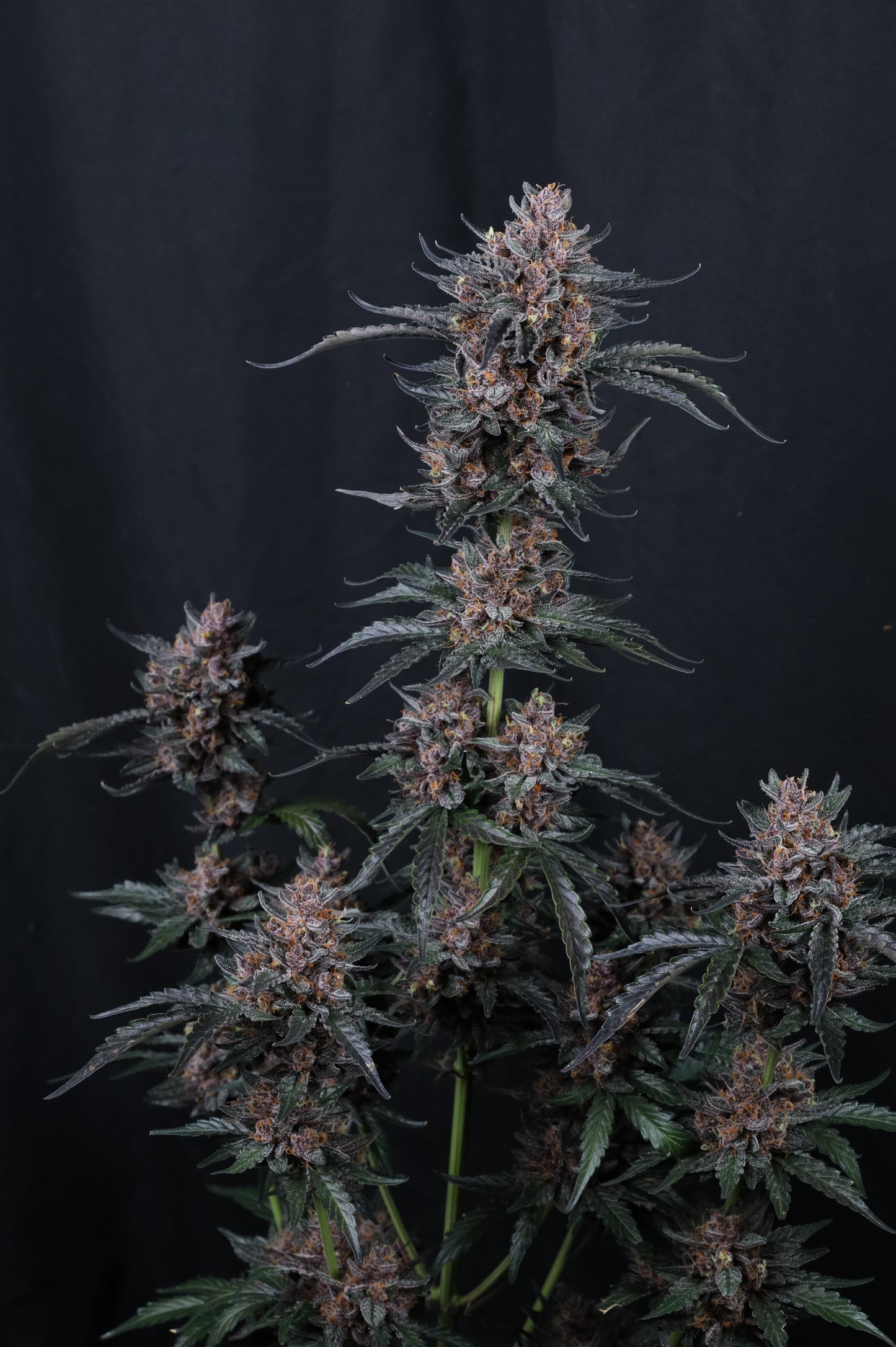 Auto Mango Cherry Runtz™ (Feminisiert) Fast Buds