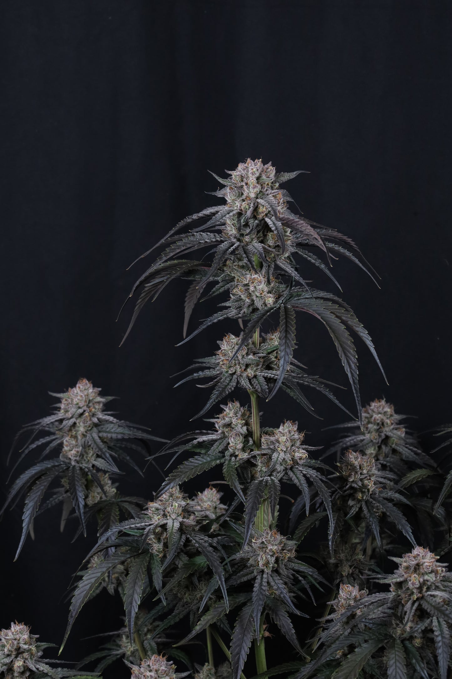 Auto Mango Frost™ (Feminisiert) Fast Buds