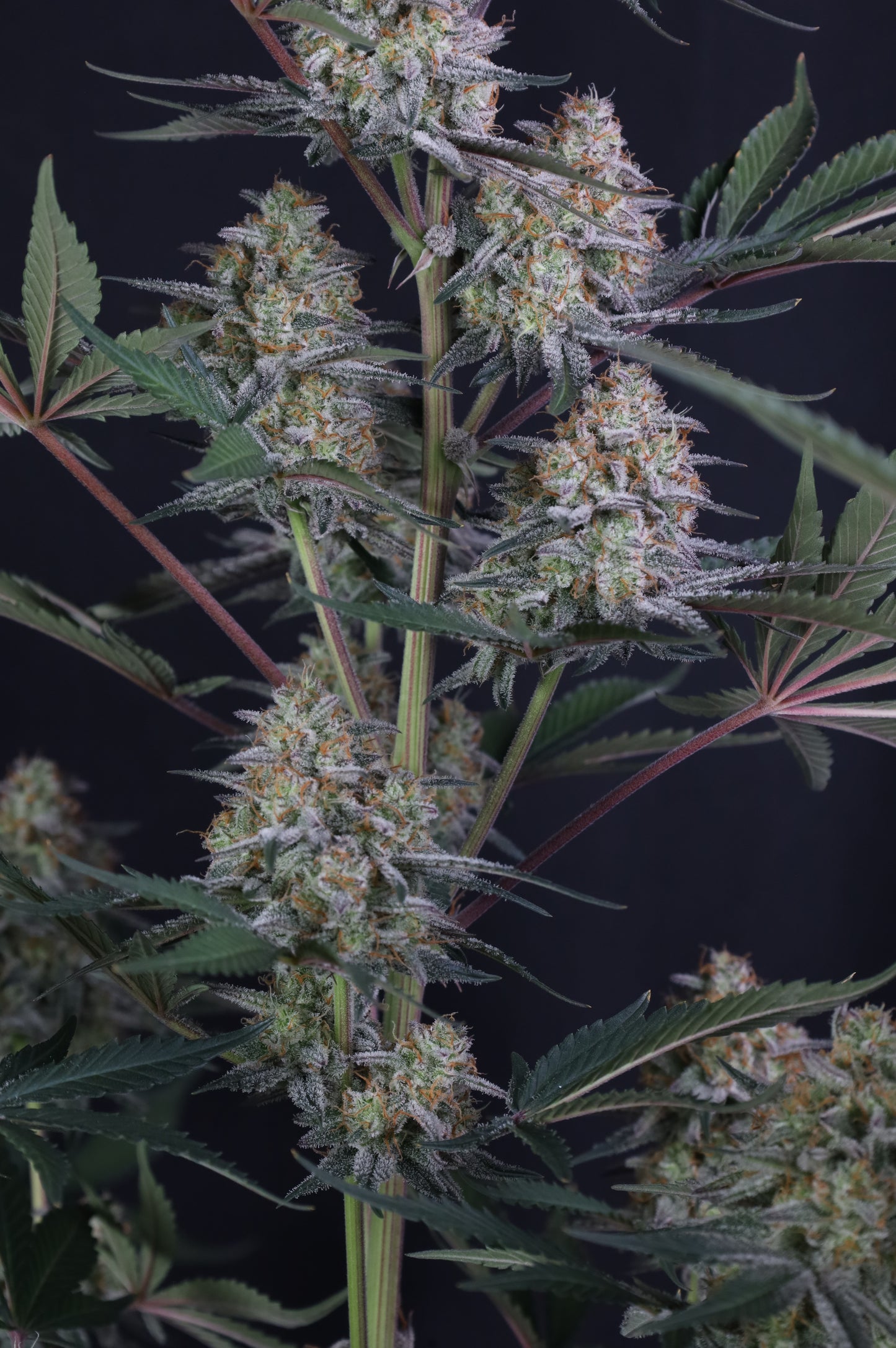 Auto Lemon Tree™ (Feminisiert) Fast Buds