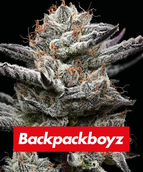 Black Cherry Gushers Feminisiert Backpack Boyz California X Barney's Farm