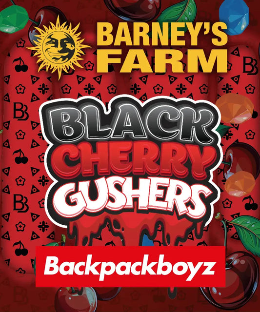Black Cherry Gushers Feminisiert Backpack Boyz California X Barney's Farm