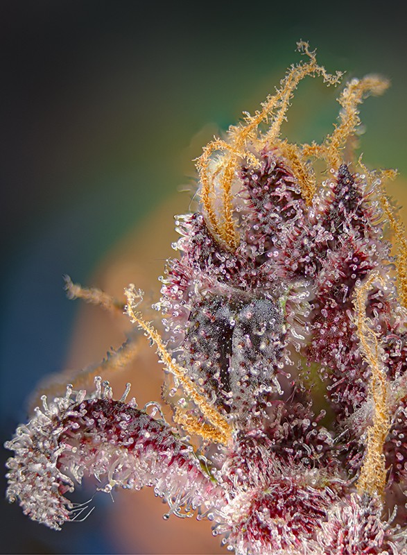 Black Muffin F1 Fast Version® Feminisiert Sweet Seeds