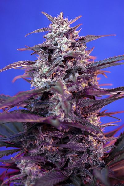 Auto Bloody Skunk® (Feminisiert) Sweet Seeds