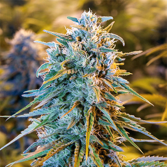 Blue Dream Feminisiert Humboldt Seed Organisation
