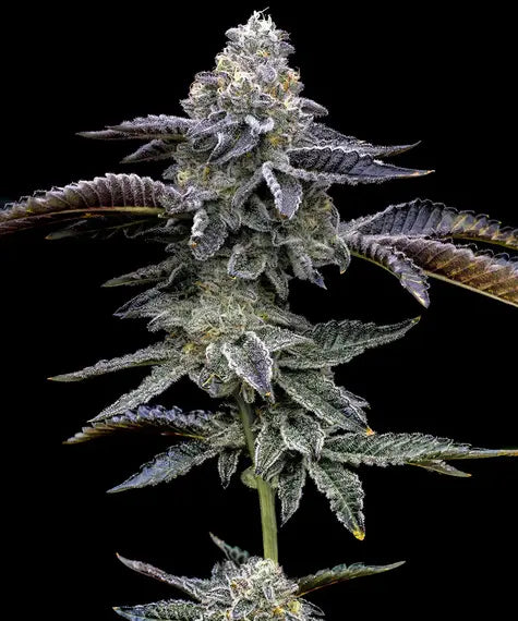 Blue Dream Feminisiert Barney's Farm