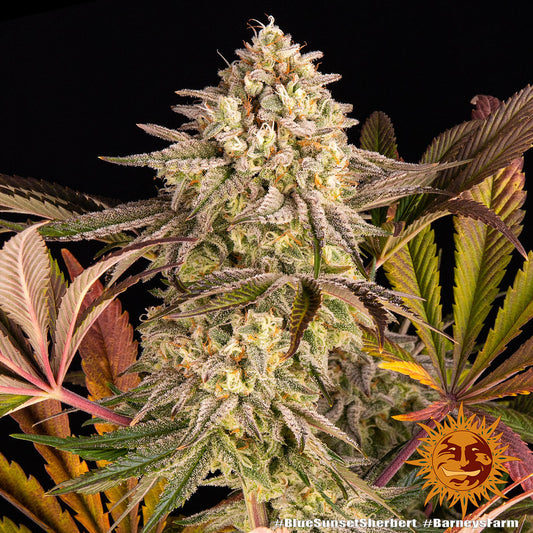 Blue Sunset Sherbert Feminisiert Barney's Farm