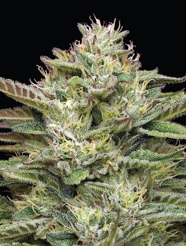 Blueberry Cupcake Feminisiert Humboldt Seed Company