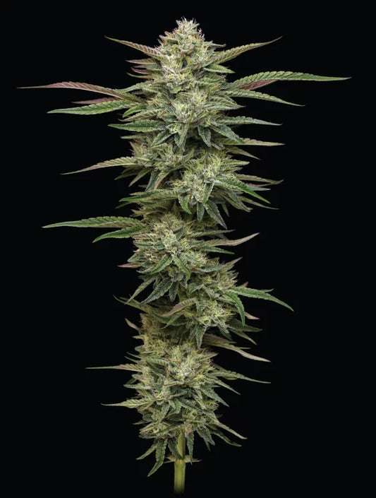 Blueberry Cupcake Feminisiert Humboldt Seed Company