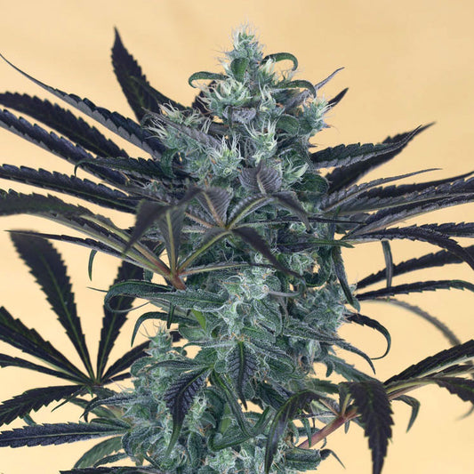 Blueberry Headband Feminisiert Humboldt Seed Organisation