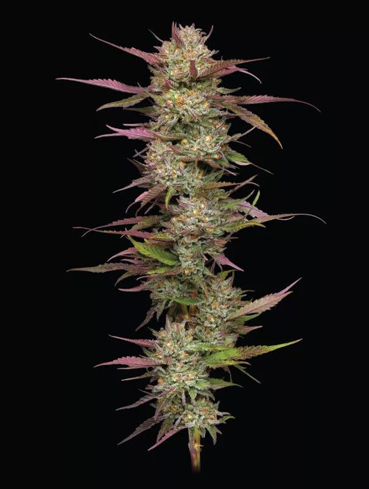 Blueberry Pancakes Feminisiert Humboldt Seed Company
