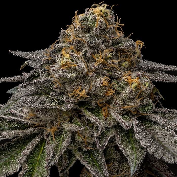 Break Pad Breath Feminisiert Ripper Seeds