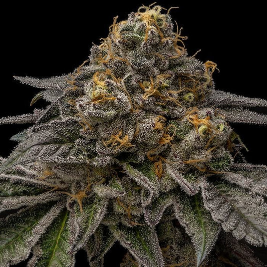 Break Pad Breath Feminisiert Ripper Seeds