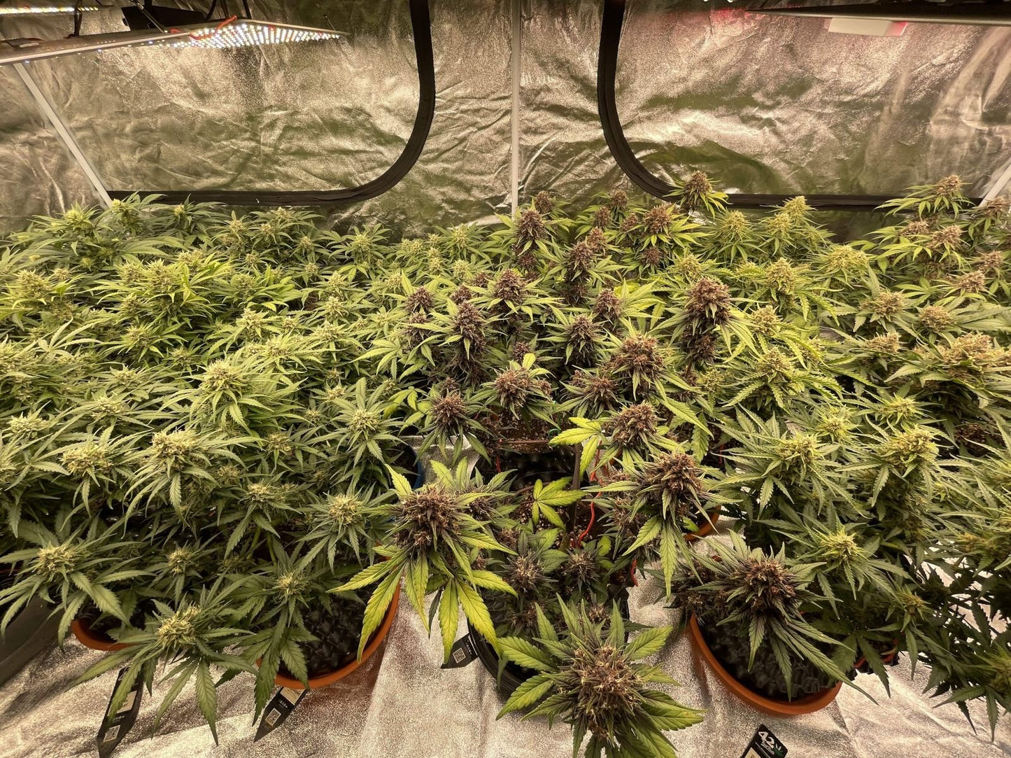 Auto Mix Pack (Feminisiert) Fast Buds