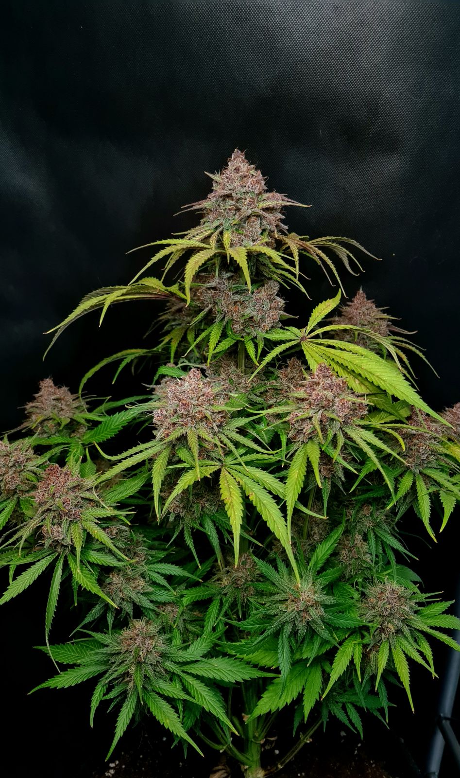 Auto Gorilla Punch (Feminisiert) Fast Buds