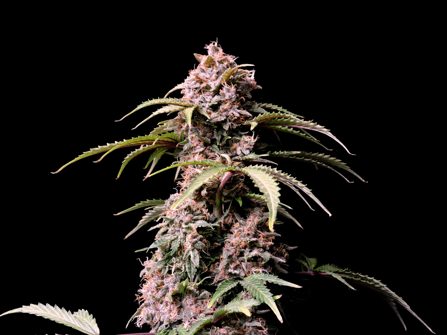 Auto Amnesia Zkittlez (Feminisiert) Fast Buds