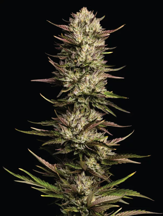 California Octane Feminisiert Humboldt Seed Company