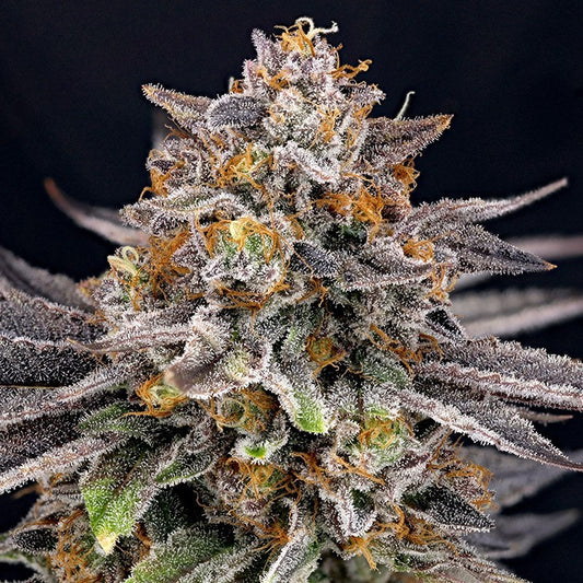 CandyGaz Feminisiert Ripper Seeds