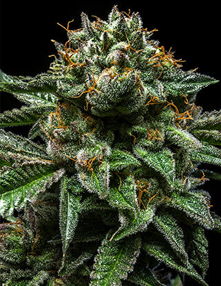 ChemPie Feminisiert Ripper Seeds