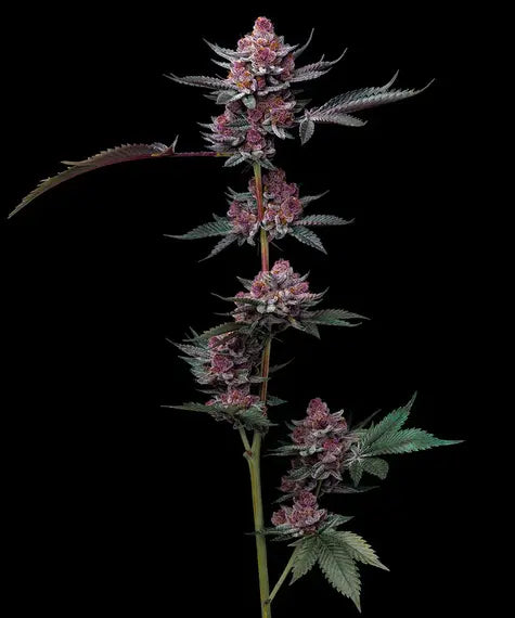 Cherry Poppers Feminisiert Barney's Farm